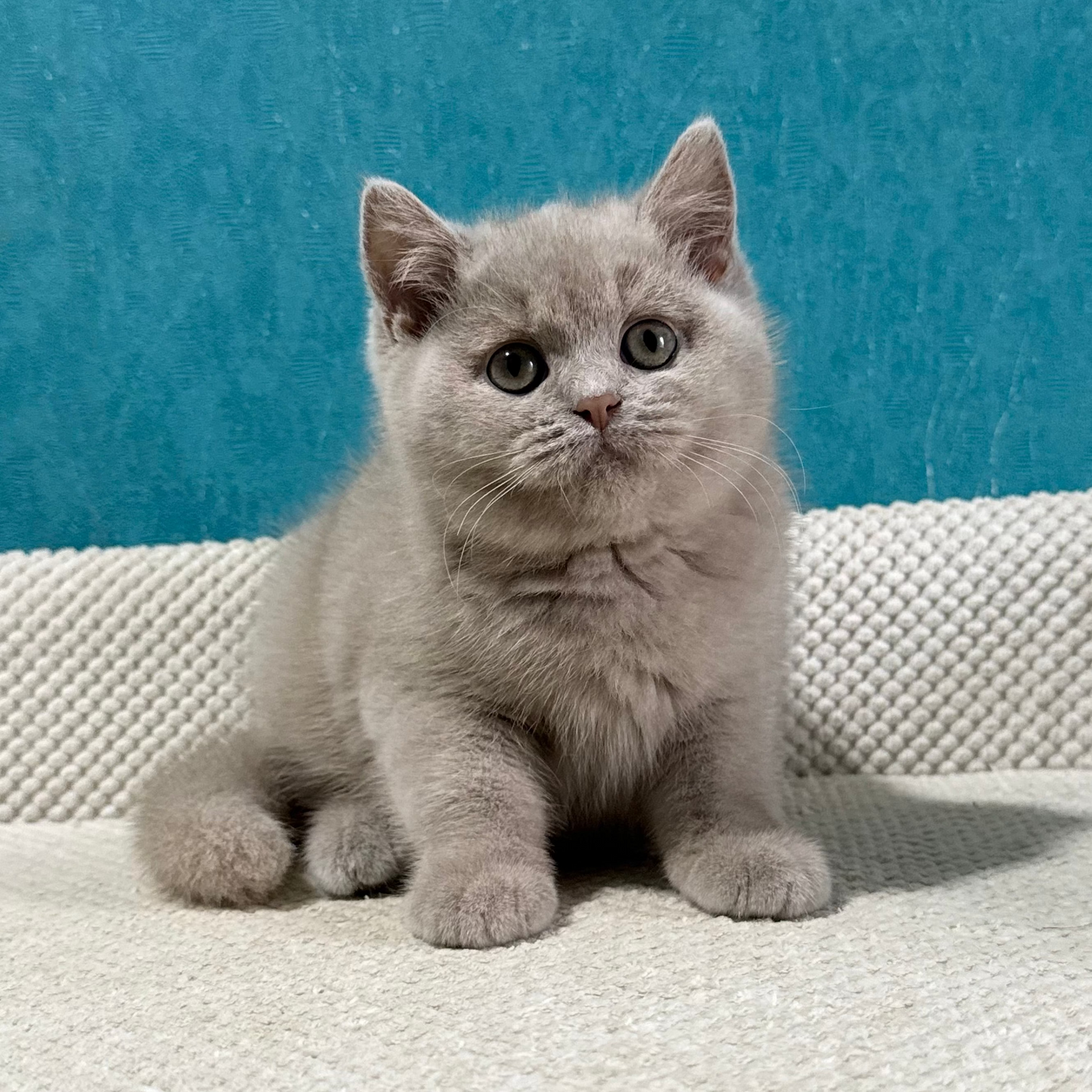 
                  
                    Bonya
                  
                
