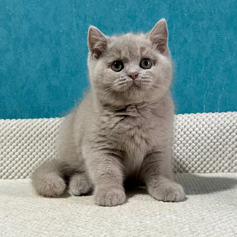 Bonya