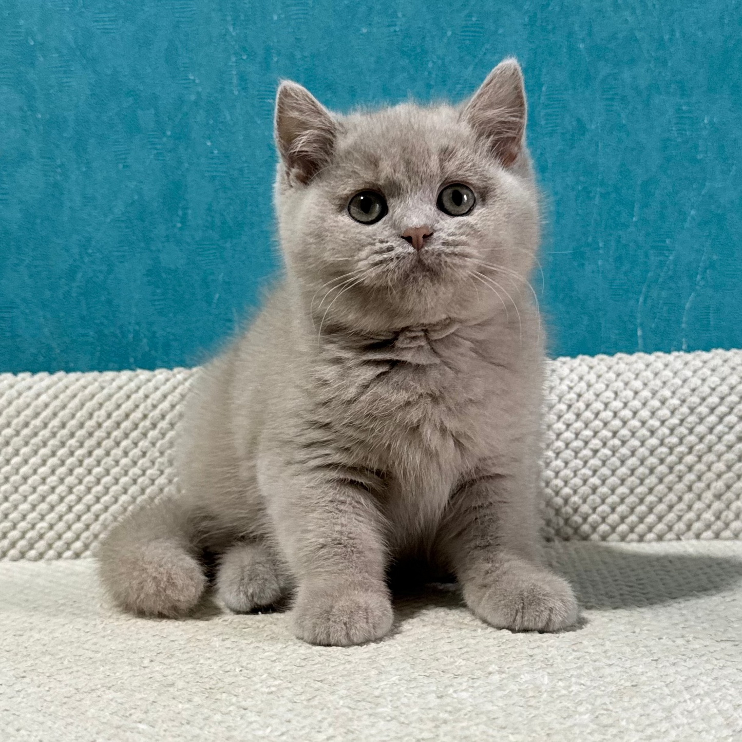 
                  
                    Bonya
                  
                