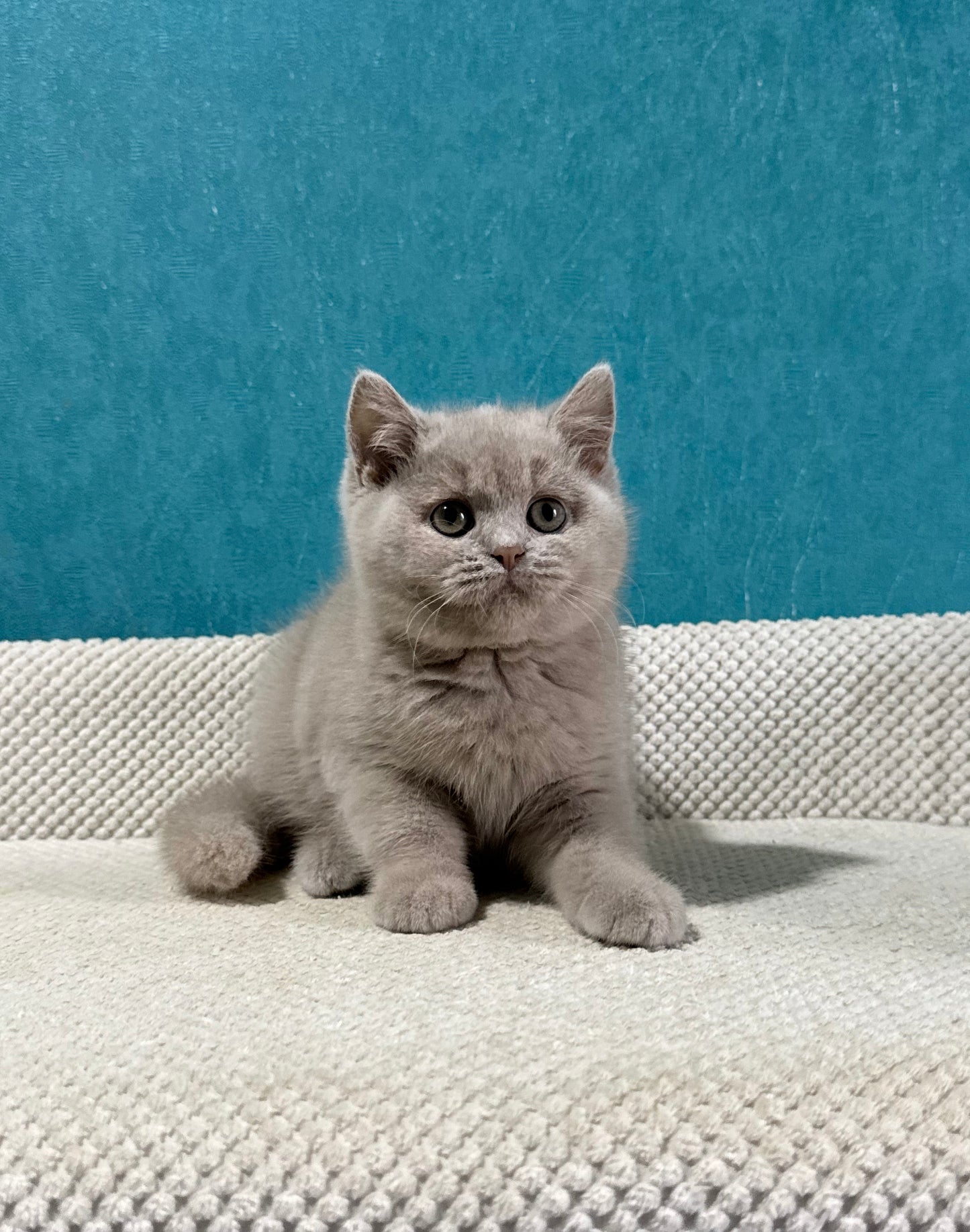
                  
                    Bonya
                  
                