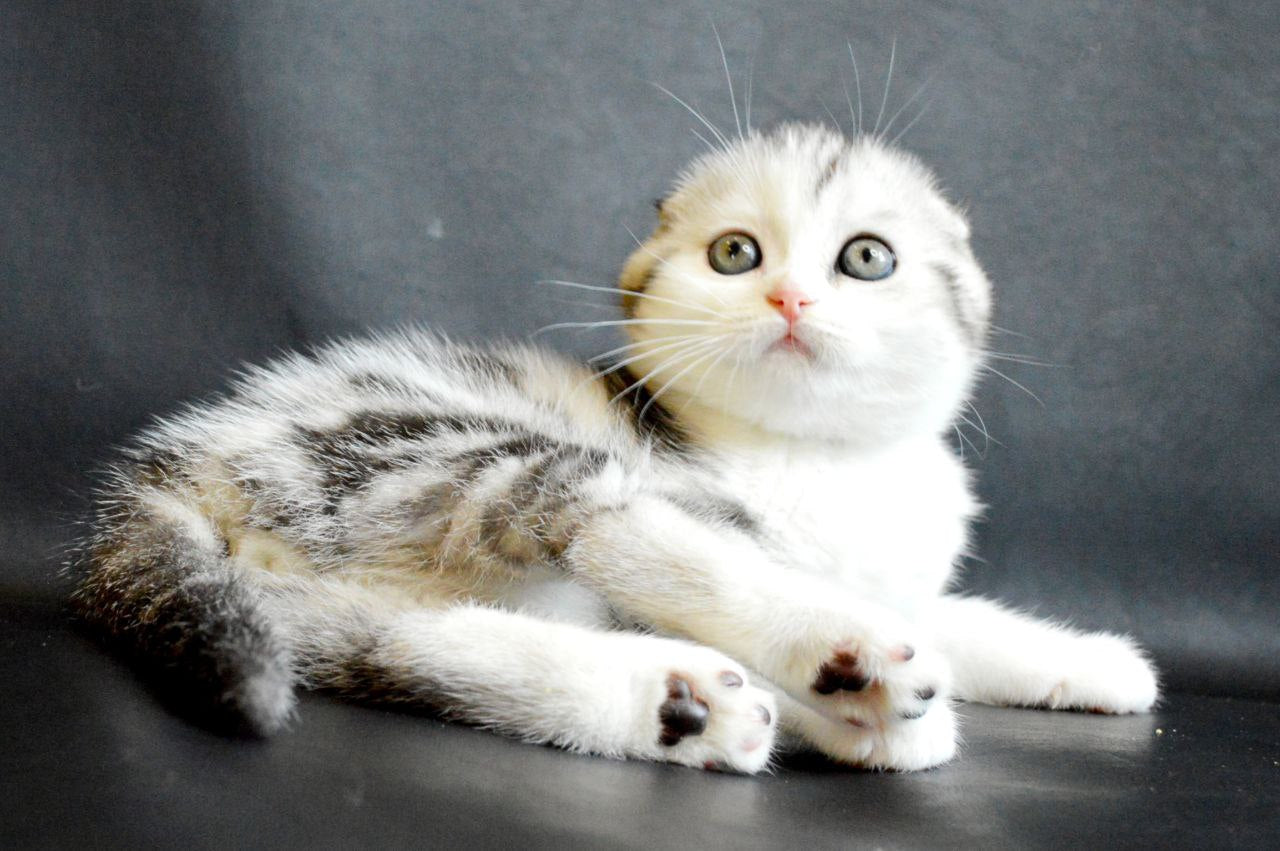 
                  
                    Sultan
                  
                