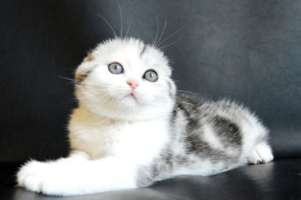 
                  
                    Sultan
                  
                
