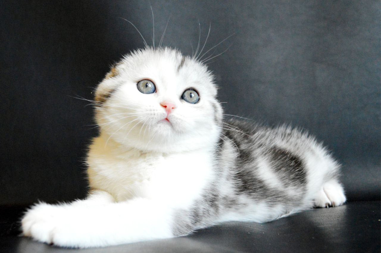 
                  
                    Sultan
                  
                