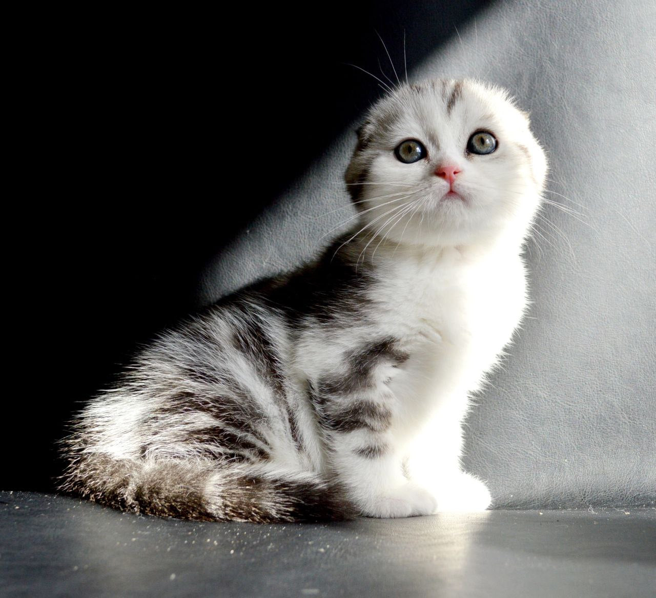 
                  
                    Sultan
                  
                