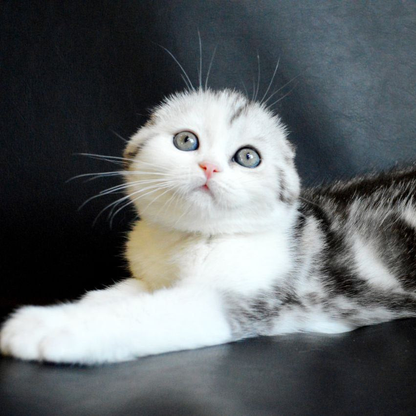 Sultan
