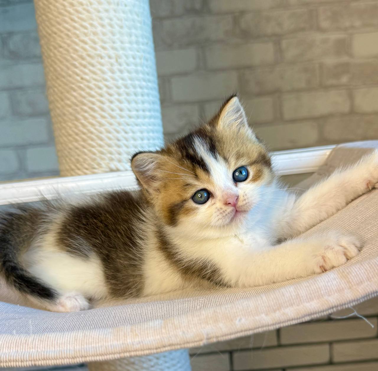 
                  
                    Luna
                  
                