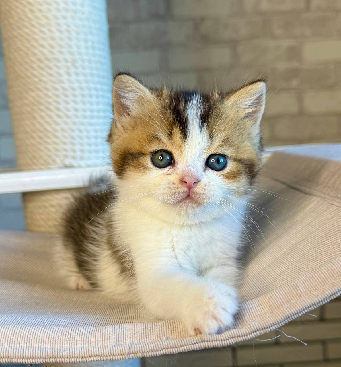 
                  
                    Luna
                  
                