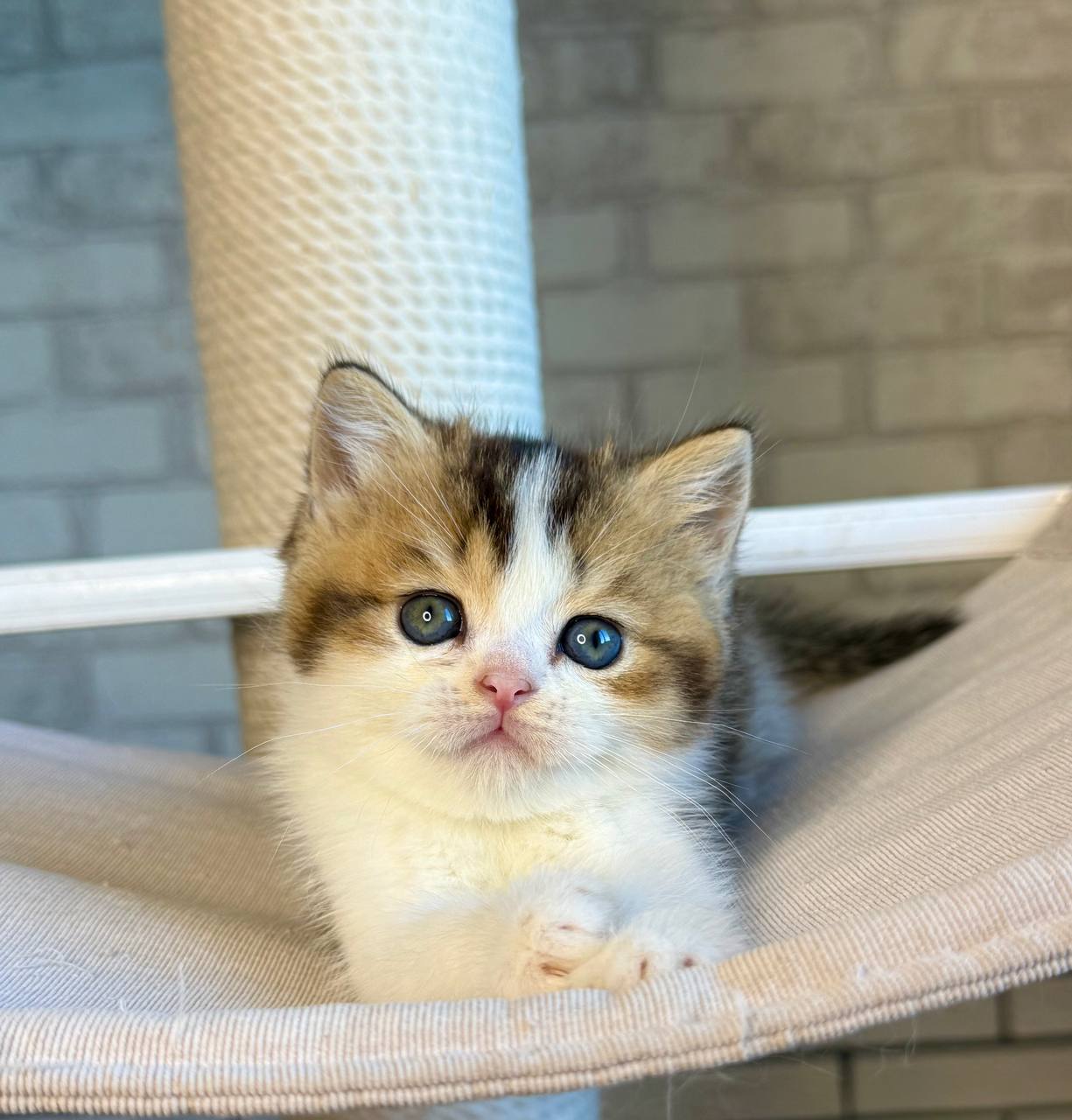 
                  
                    Luna
                  
                