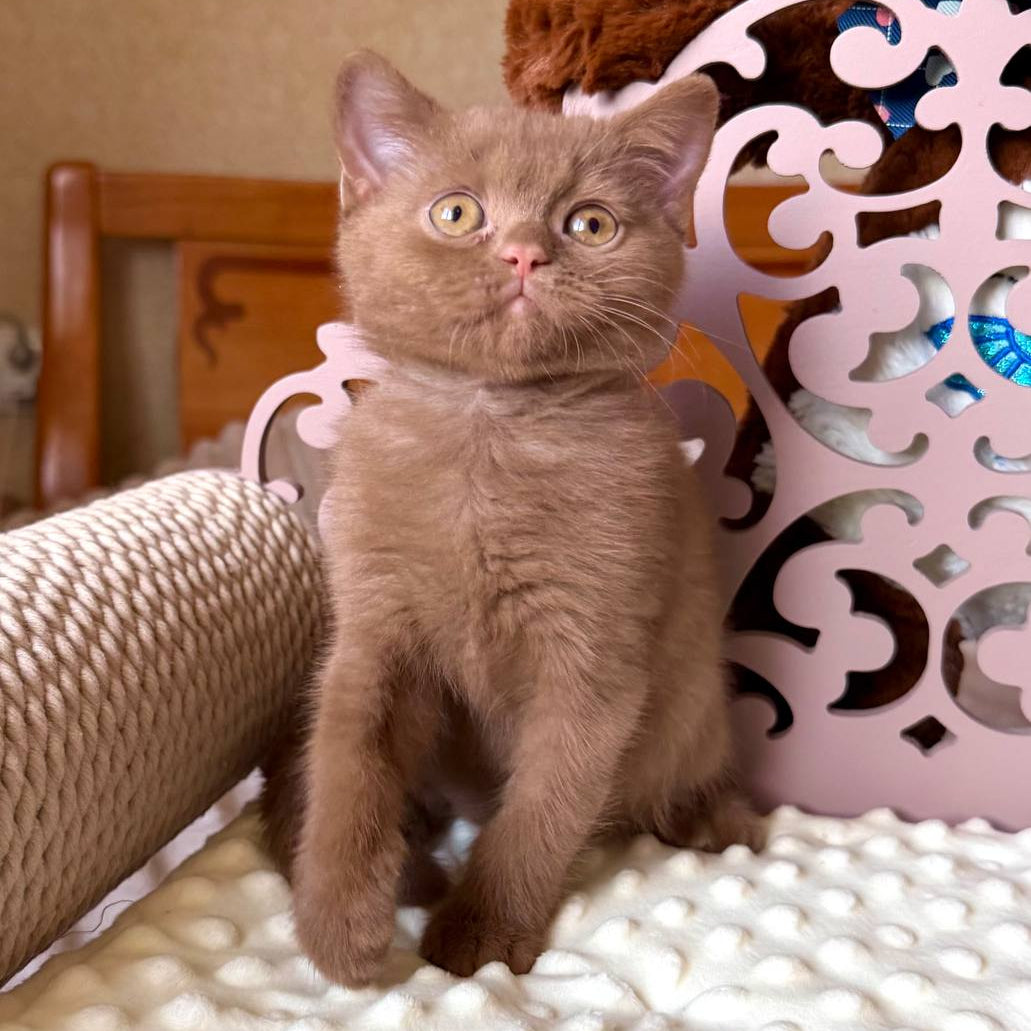 
                  
                    Timur
                  
                