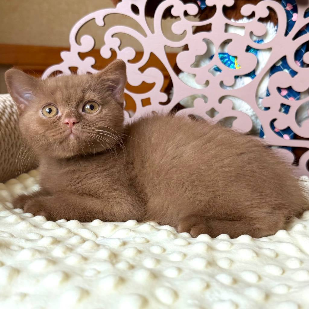 
                  
                    Timur
                  
                