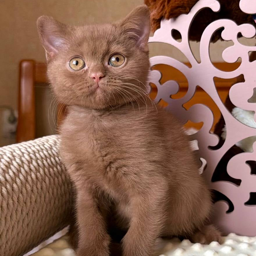 
                  
                    Timur
                  
                