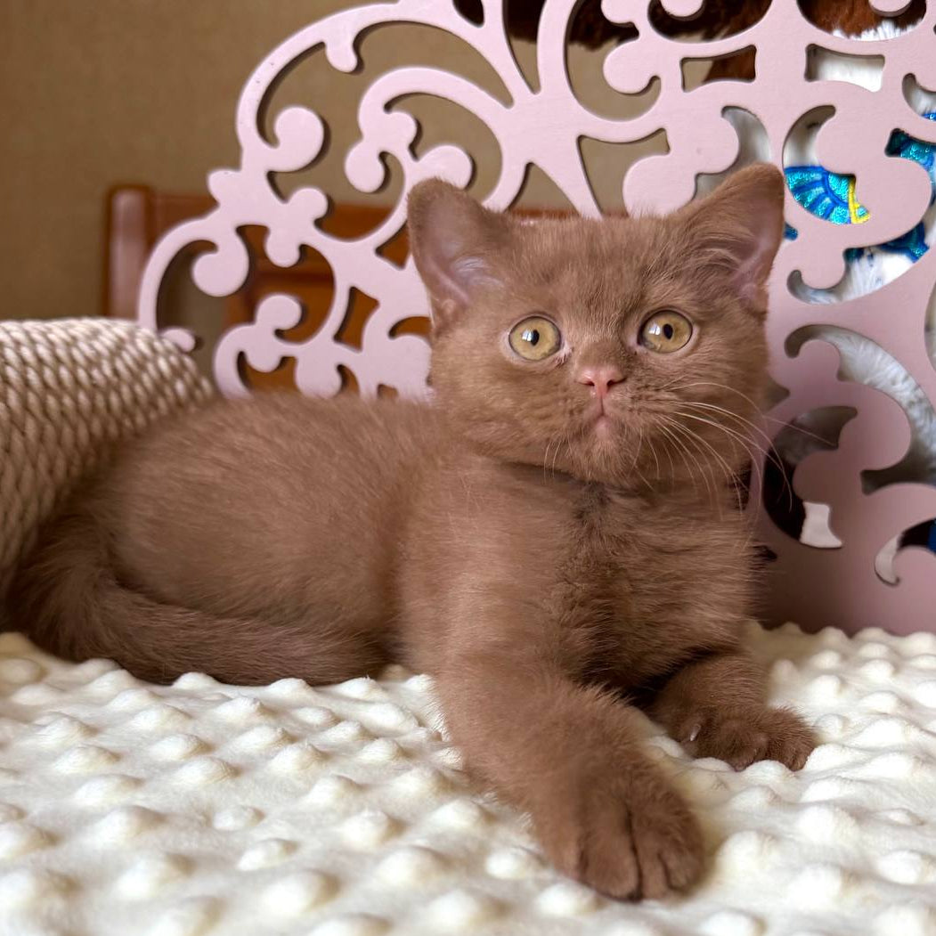 
                  
                    Timur
                  
                