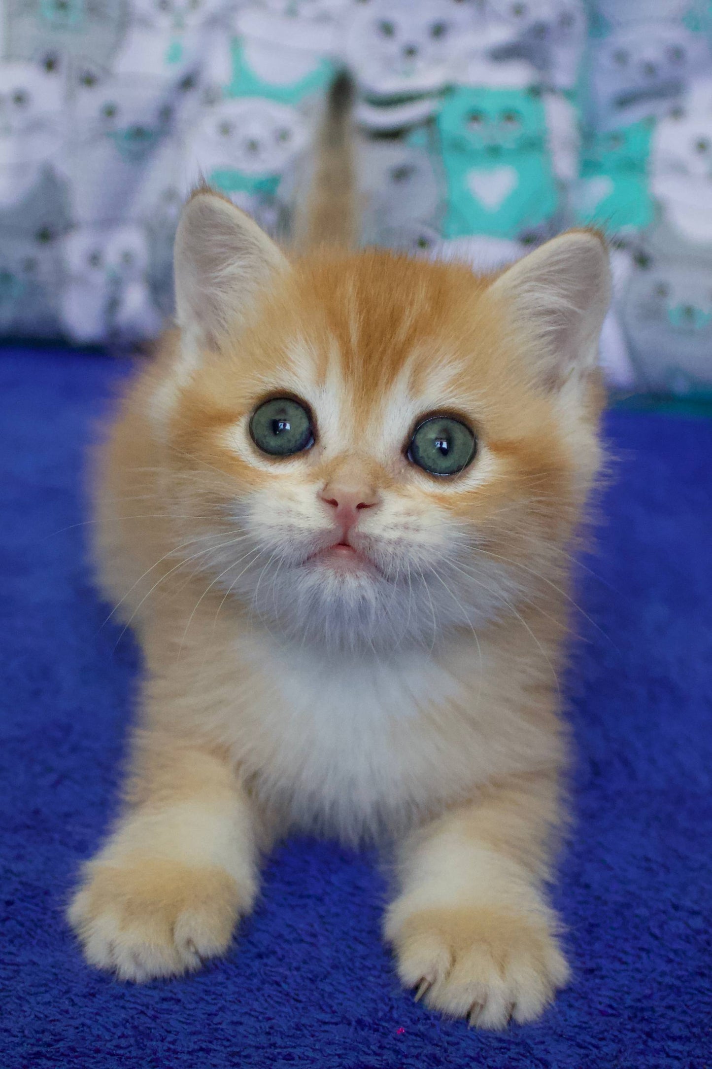 
                  
                    Persik
                  
                