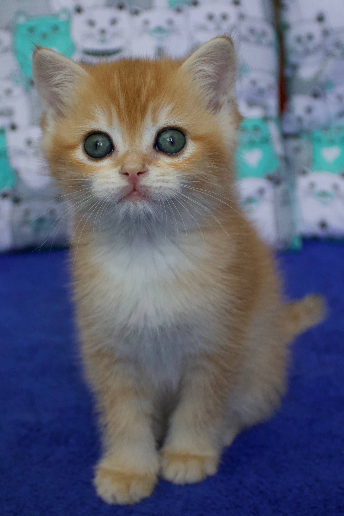 
                  
                    Persik
                  
                