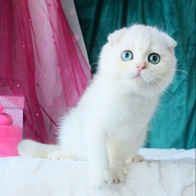 Diva