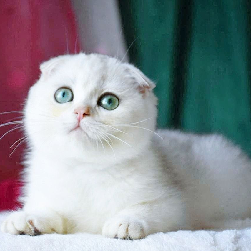 
                  
                    Diva
                  
                