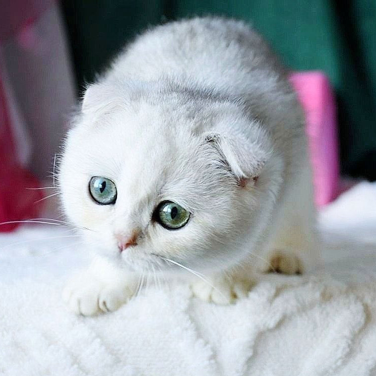 
                  
                    Diva
                  
                