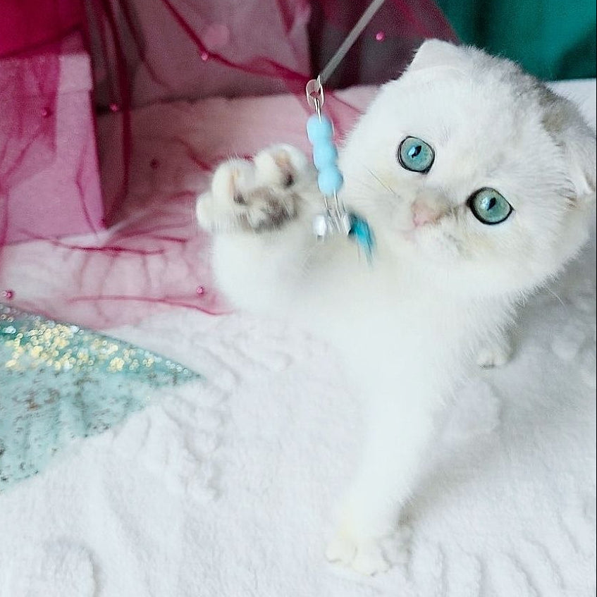 
                  
                    Diva
                  
                