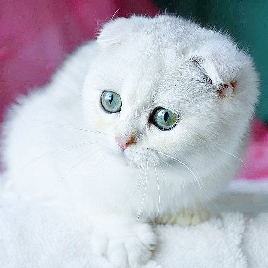 
                  
                    Diva
                  
                
