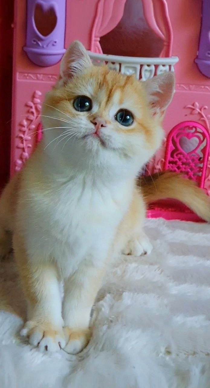 
                  
                    Gemma
                  
                