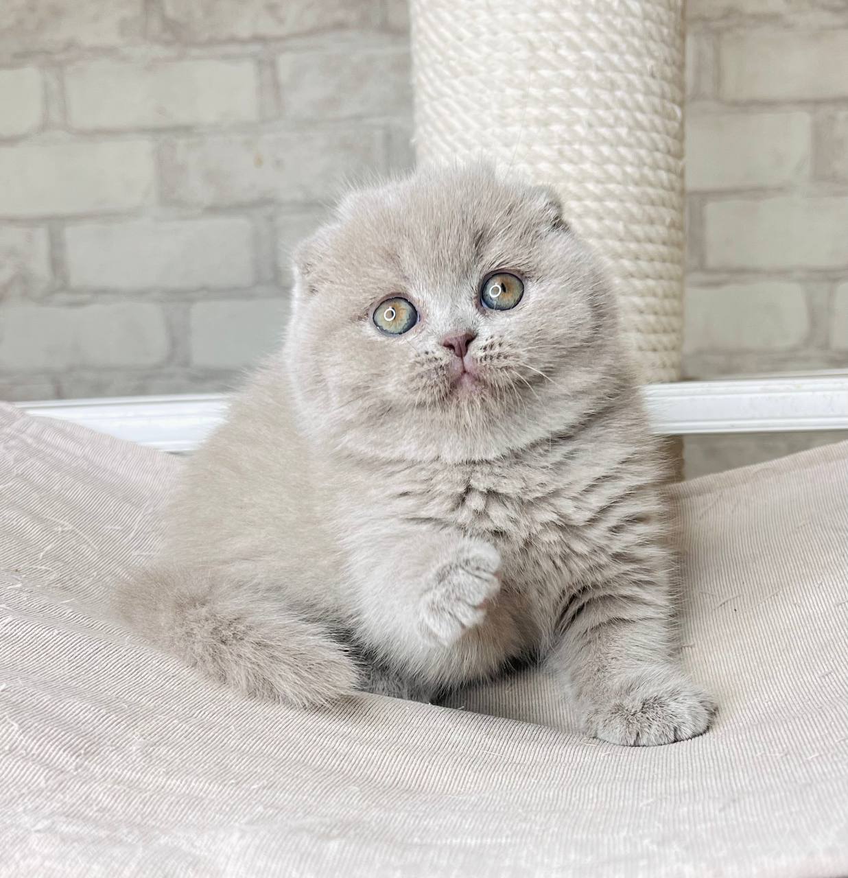 Scottish Fold Kittens My Felidae scottish-fold-kittens-my-felidae