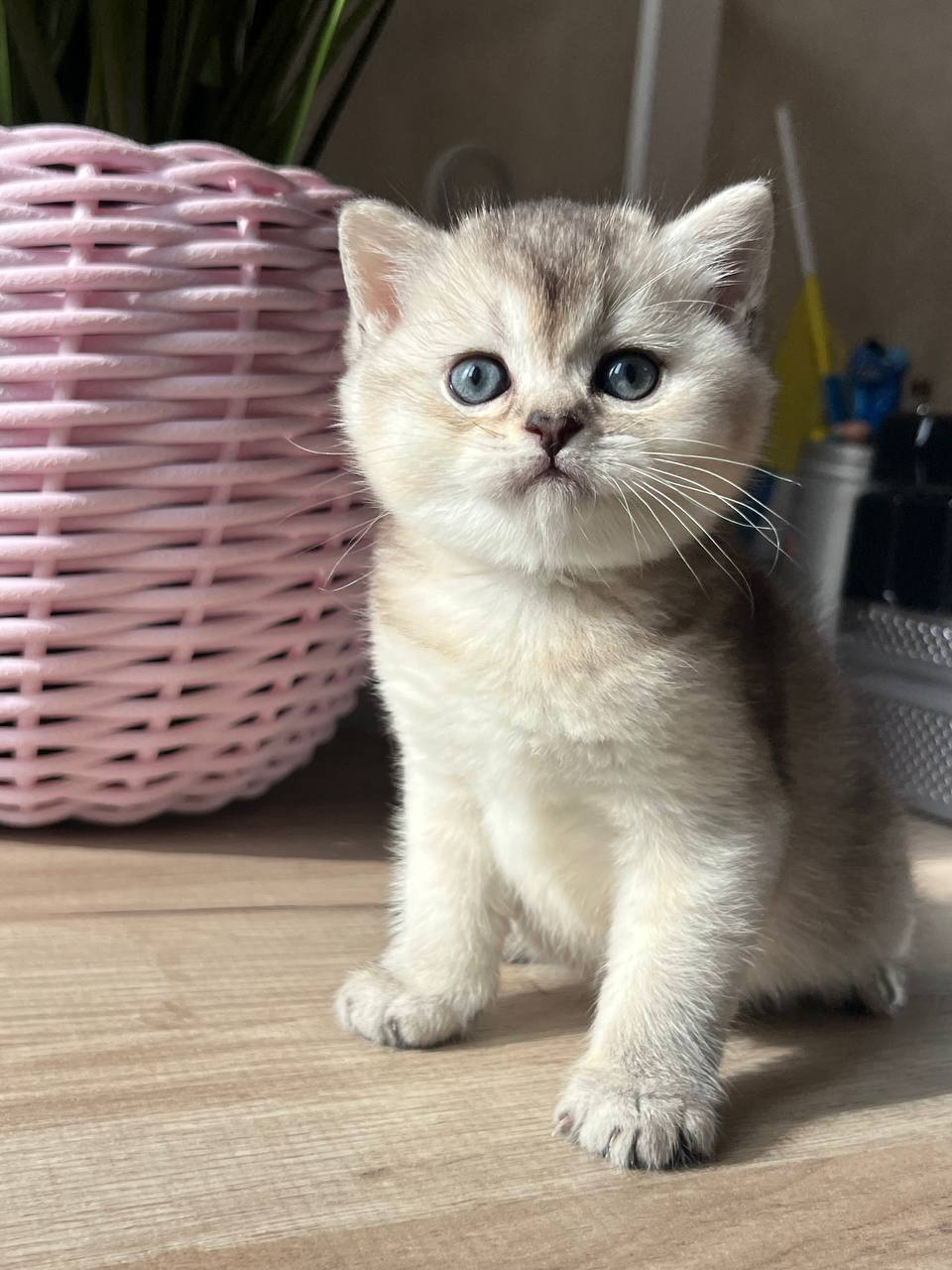 
                  
                    Kevin
                  
                
