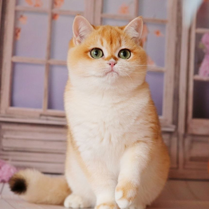 
                  
                    Unika
                  
                
