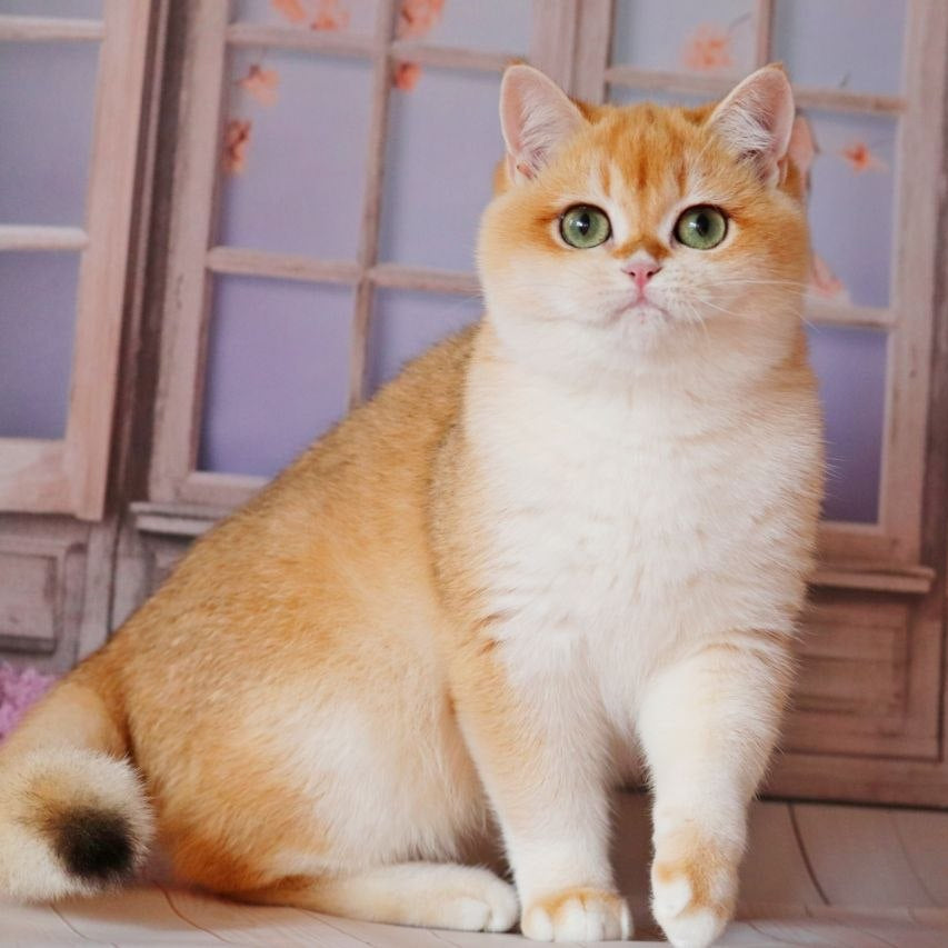 
                  
                    Unika
                  
                