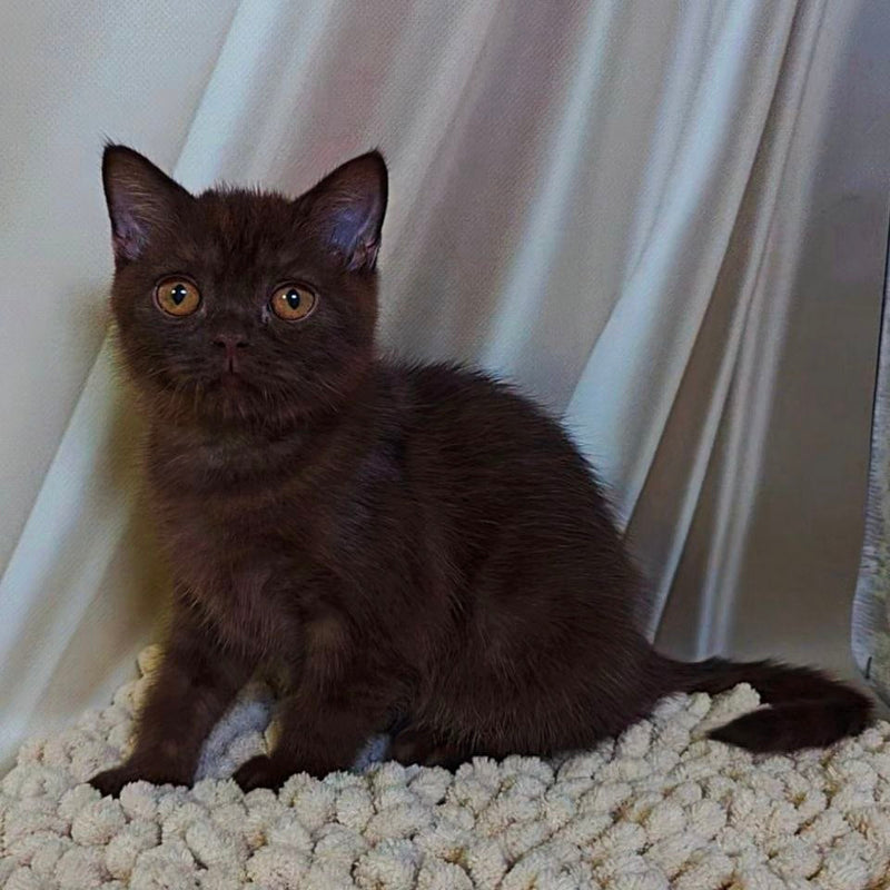 Jasper