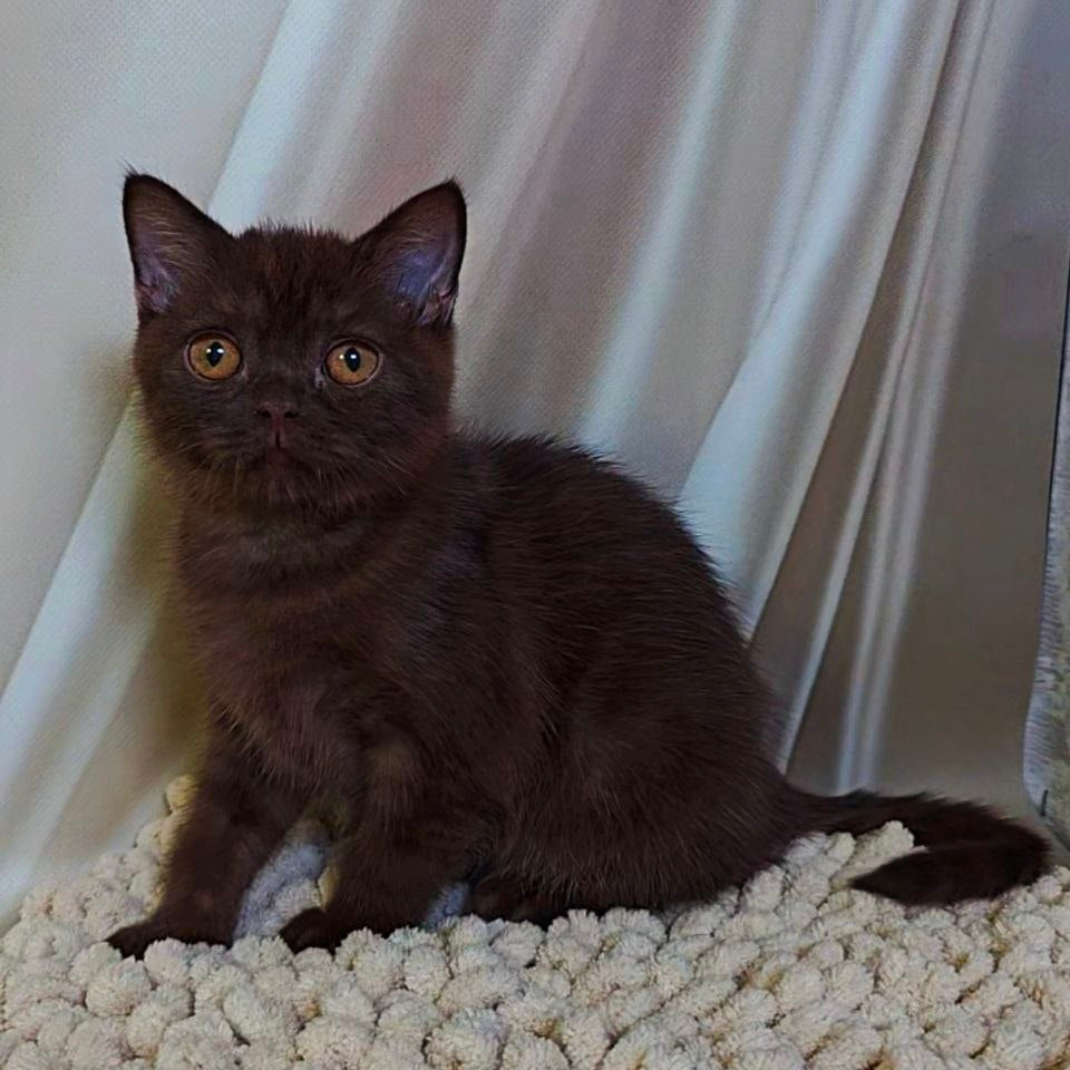 
                  
                    Jasper
                  
                