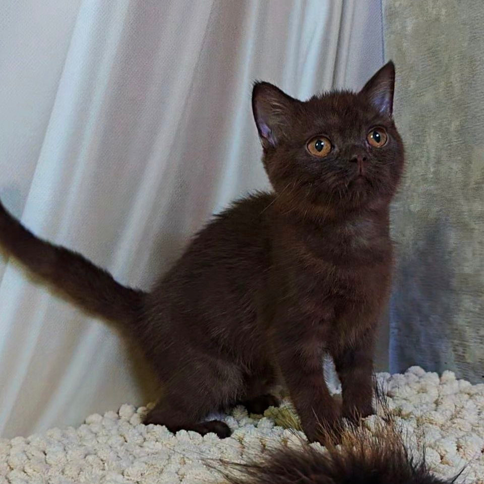 
                  
                    Jasper
                  
                
