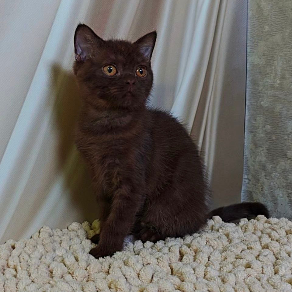 
                  
                    Jasper
                  
                