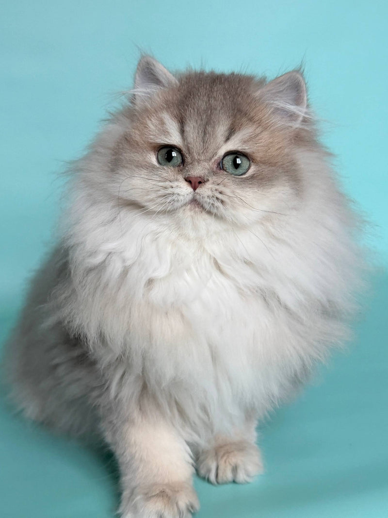 Ella