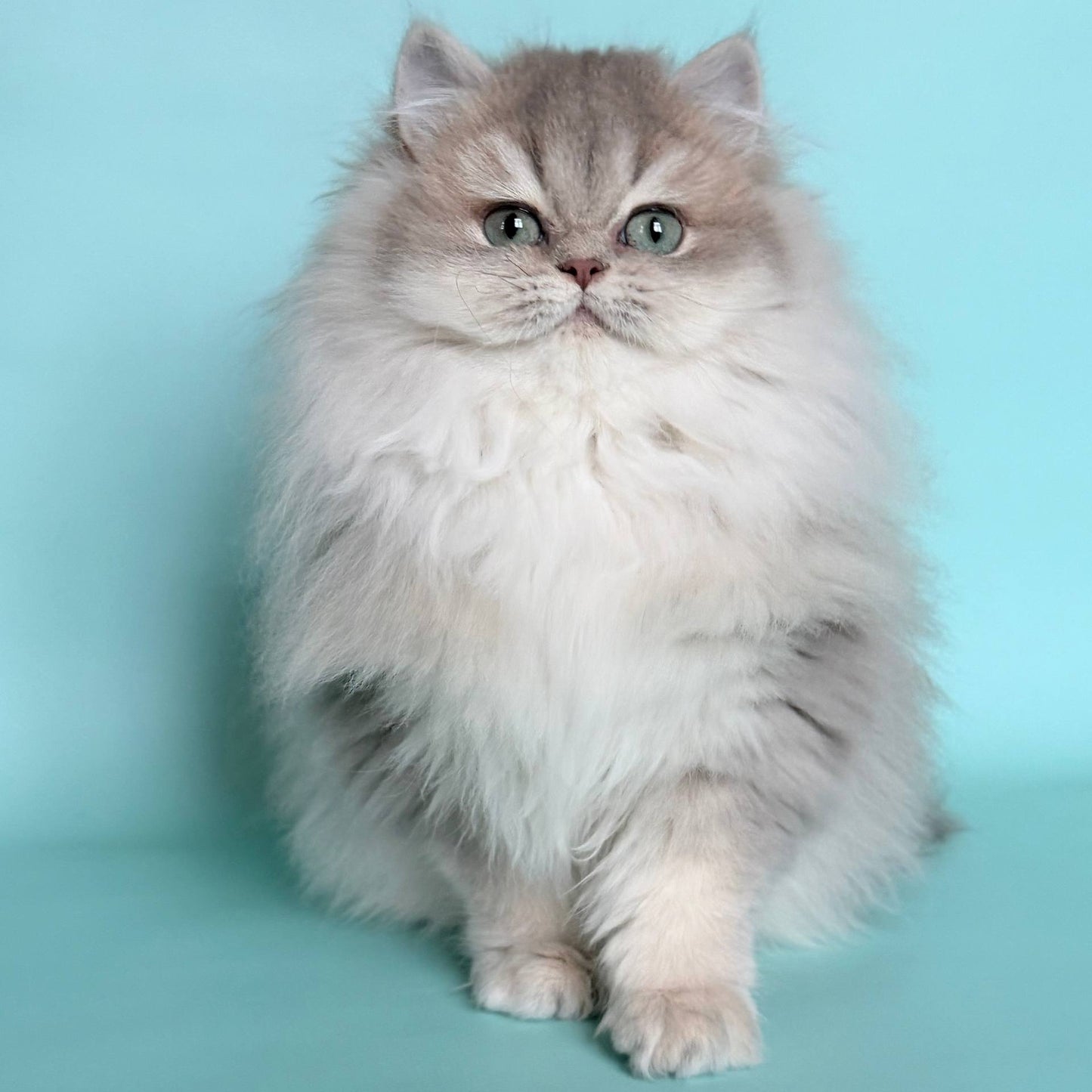 
                  
                    Ella
                  
                