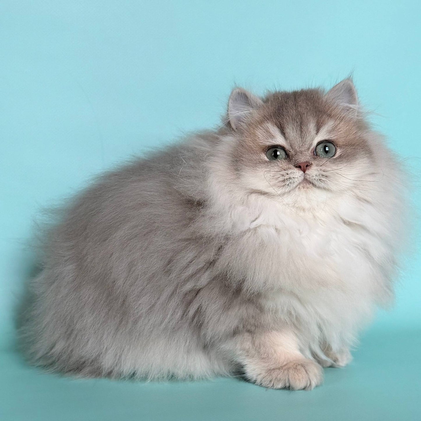 
                  
                    Ella
                  
                