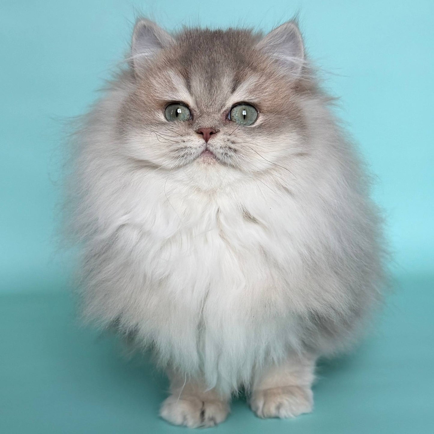 
                  
                    Ella
                  
                