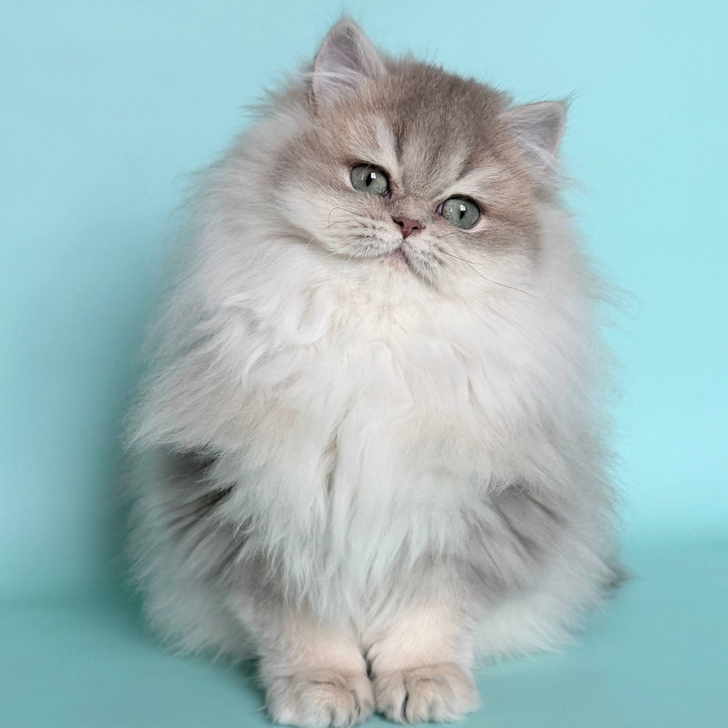
                  
                    Ella
                  
                