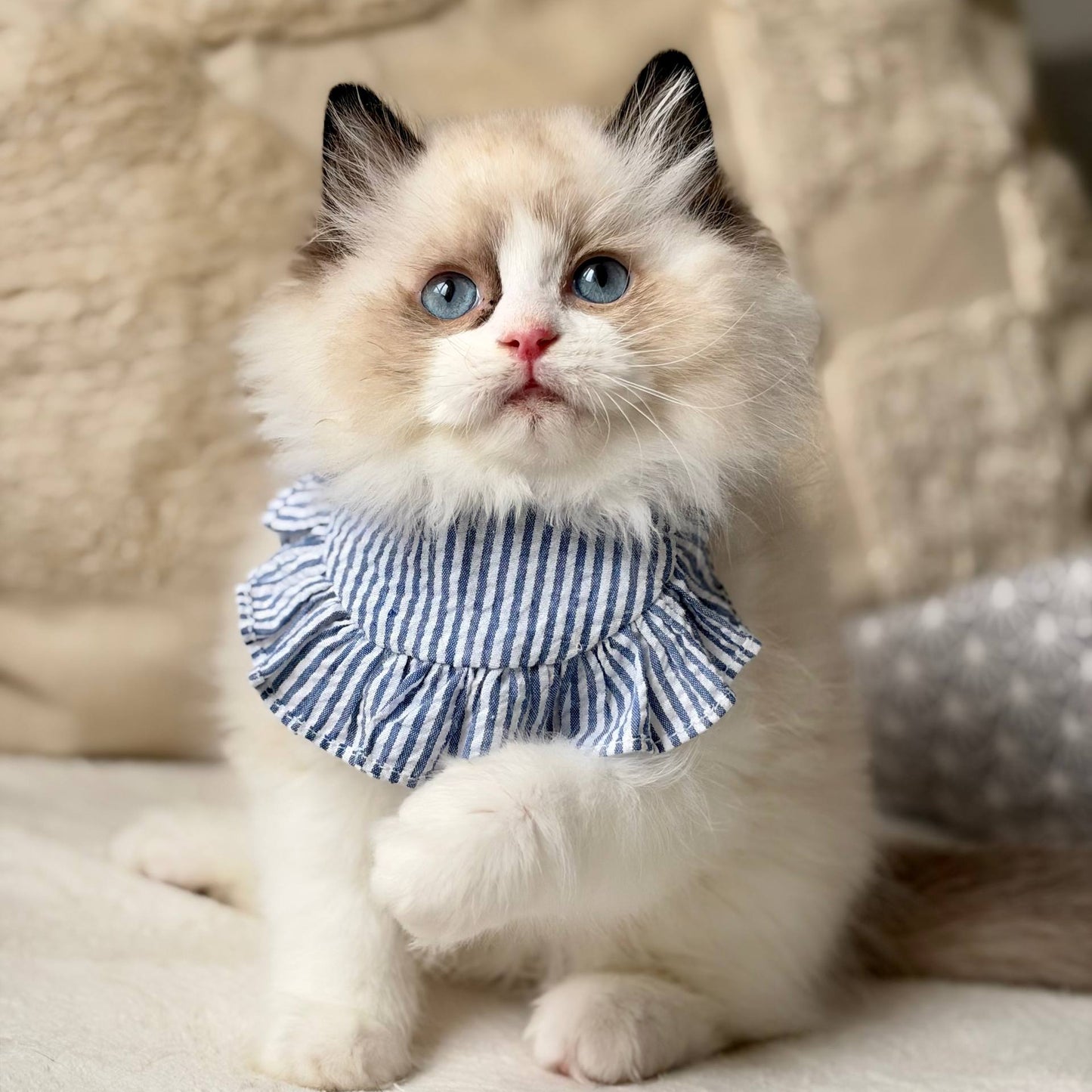 
                  
                    Rom
                  
                