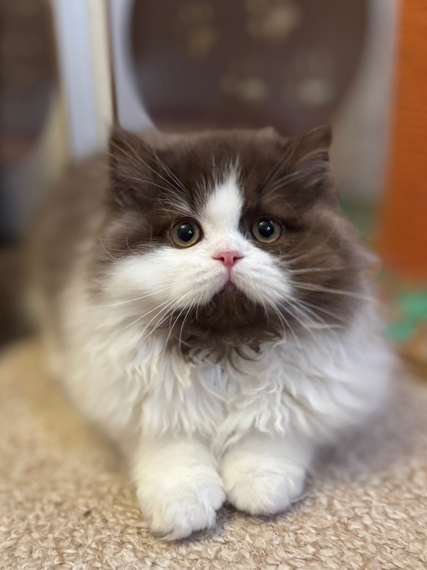 
                  
                    Teddy
                  
                