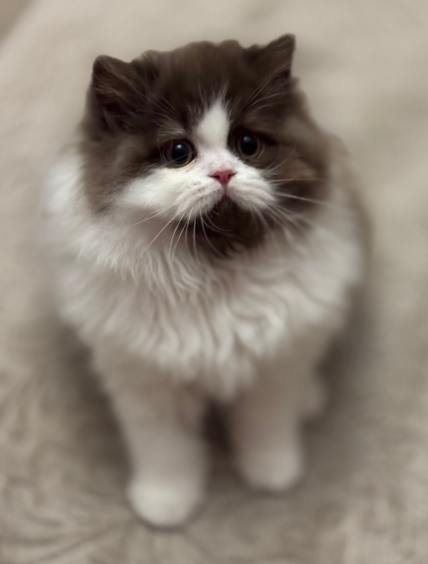 
                  
                    Teddy
                  
                