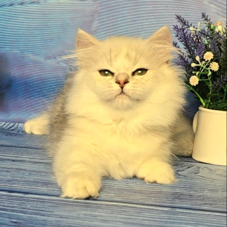 
                  
                    Taisia
                  
                