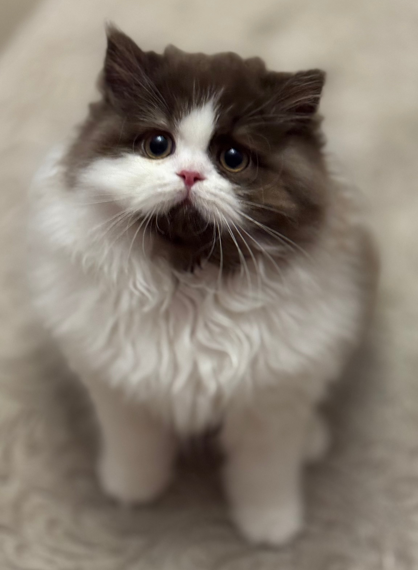 
                  
                    Teddy
                  
                
