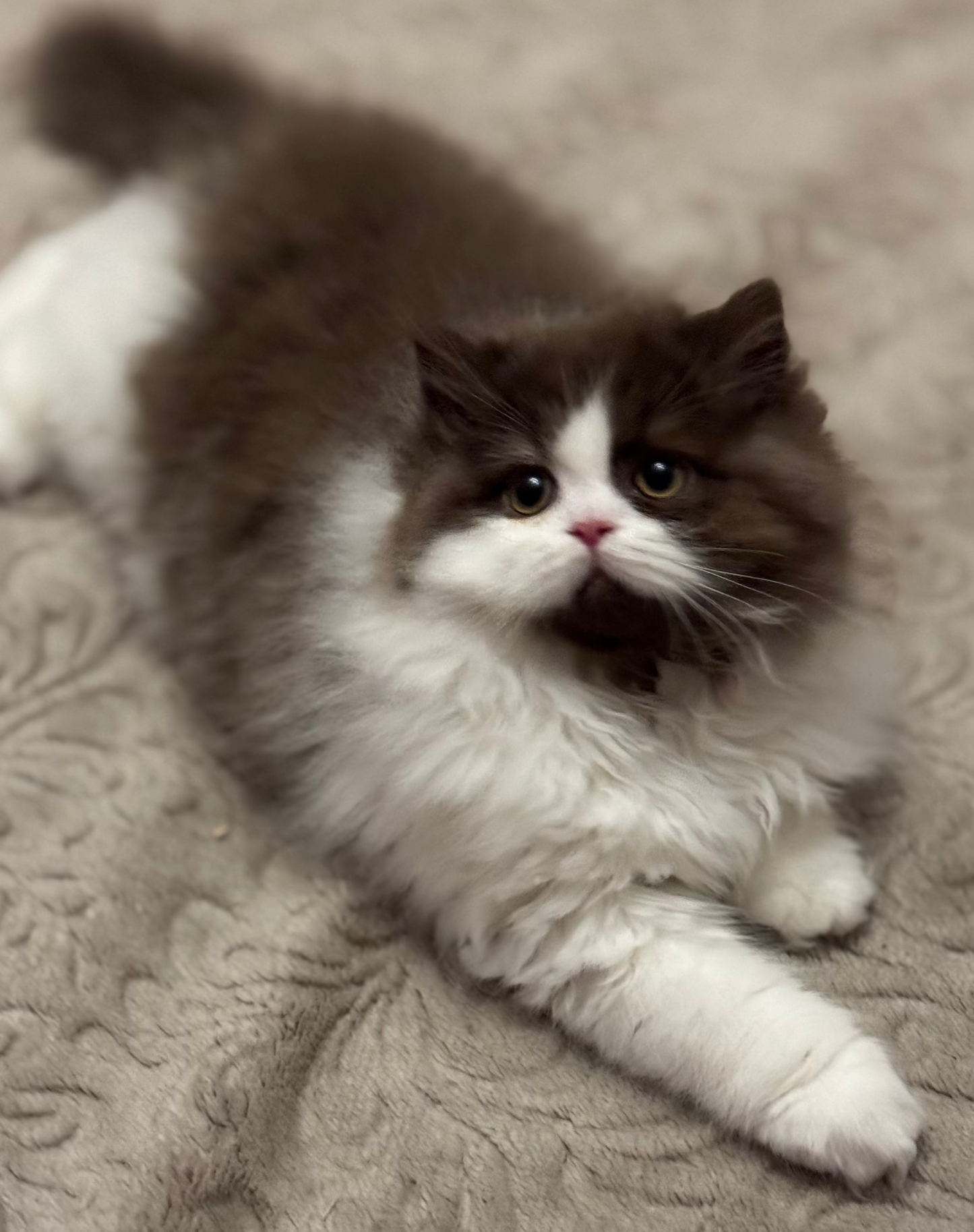 
                  
                    Teddy
                  
                
