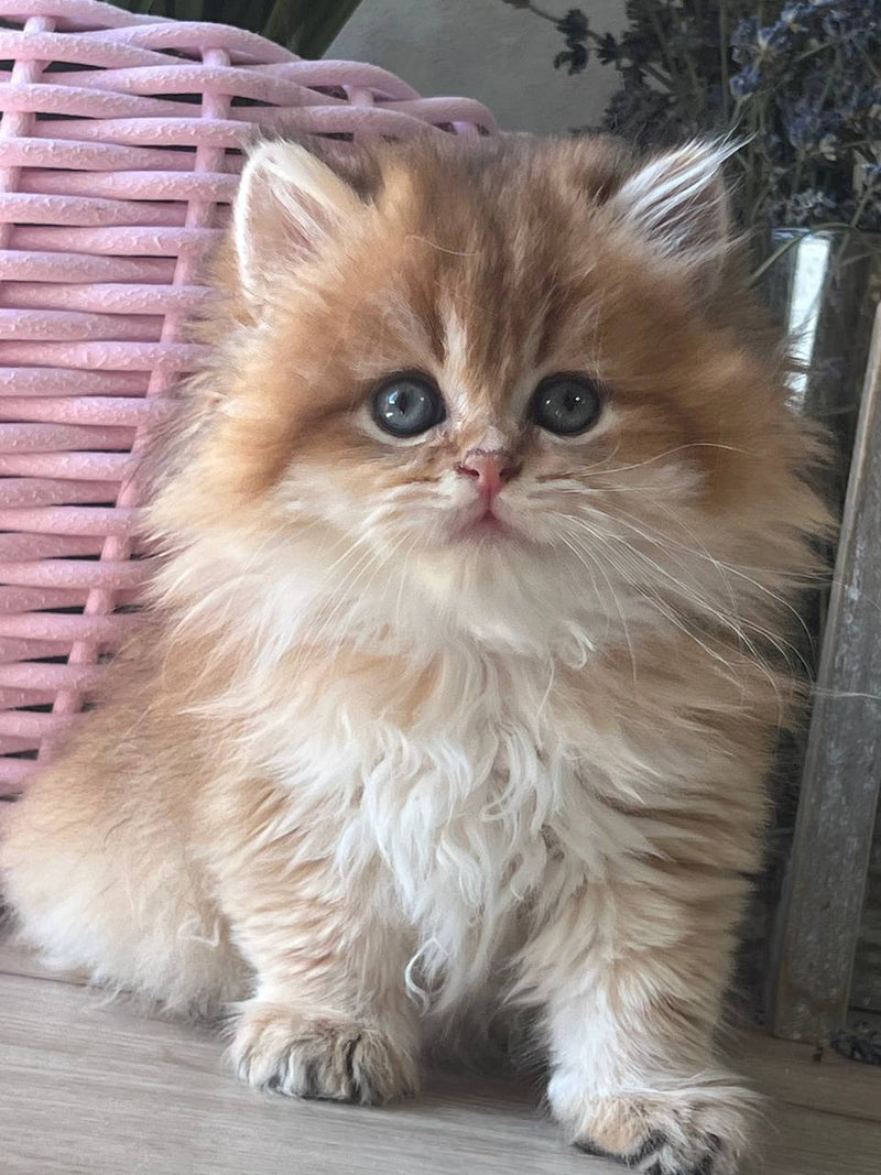 Leo