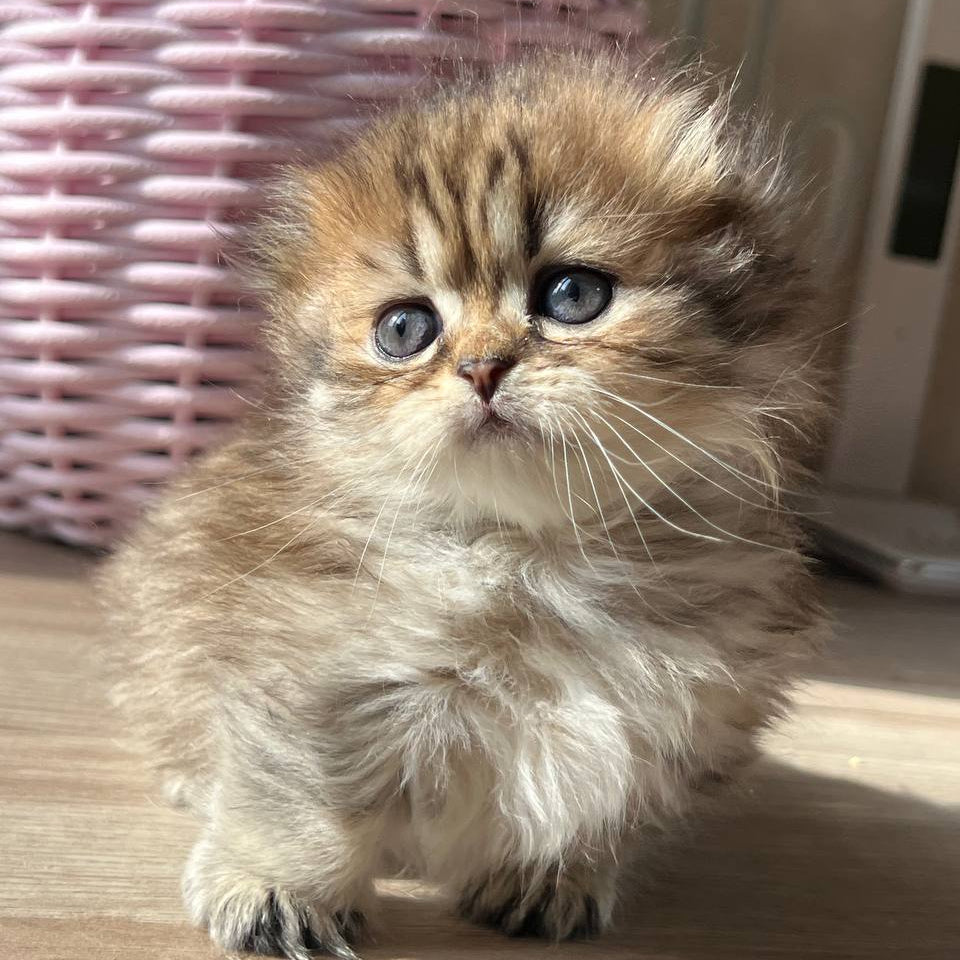 
                  
                    Kykla
                  
                