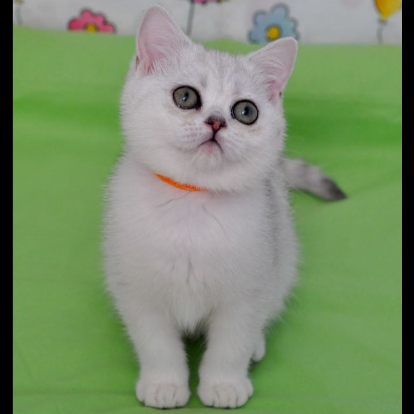 
                  
                    Kleo
                  
                