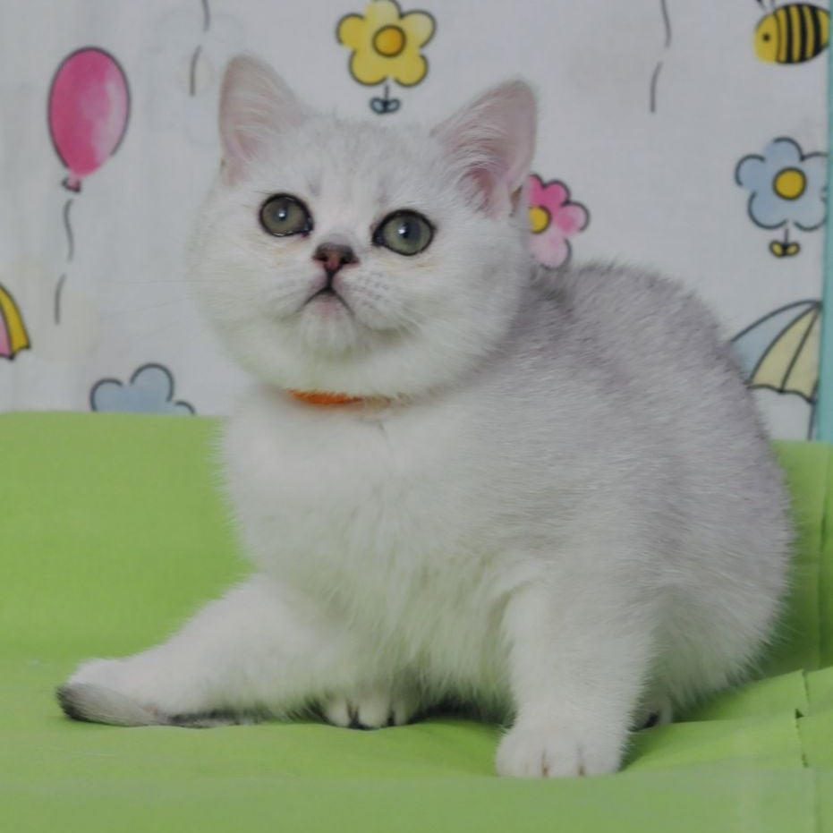 
                  
                    Kleo
                  
                