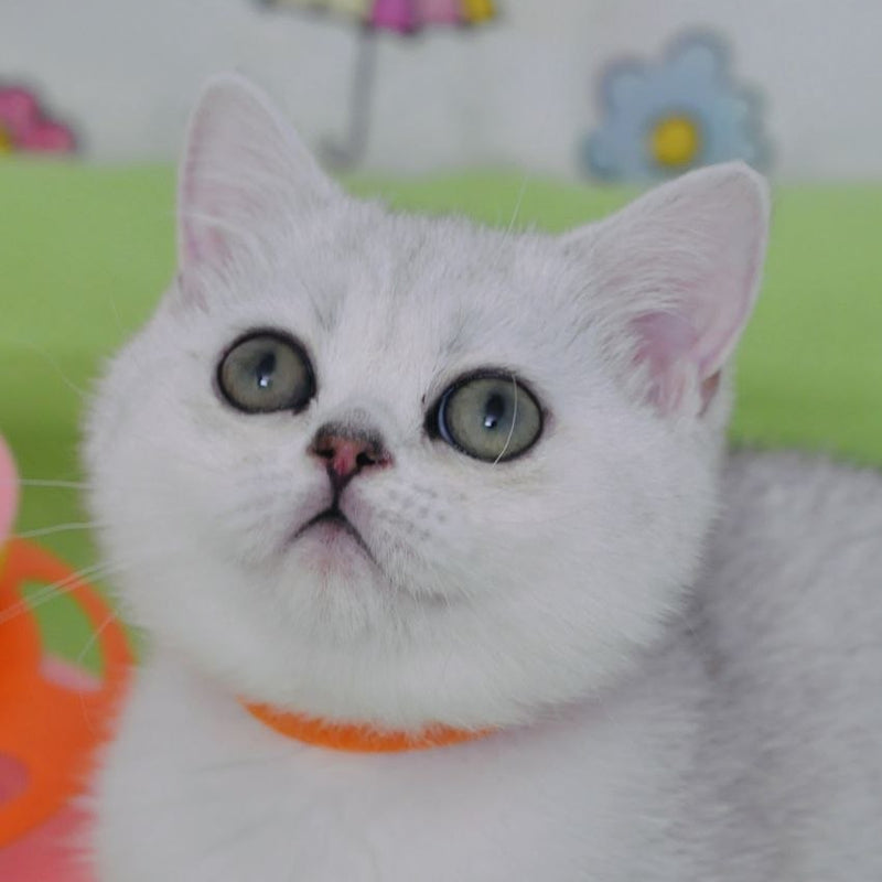 Kleo