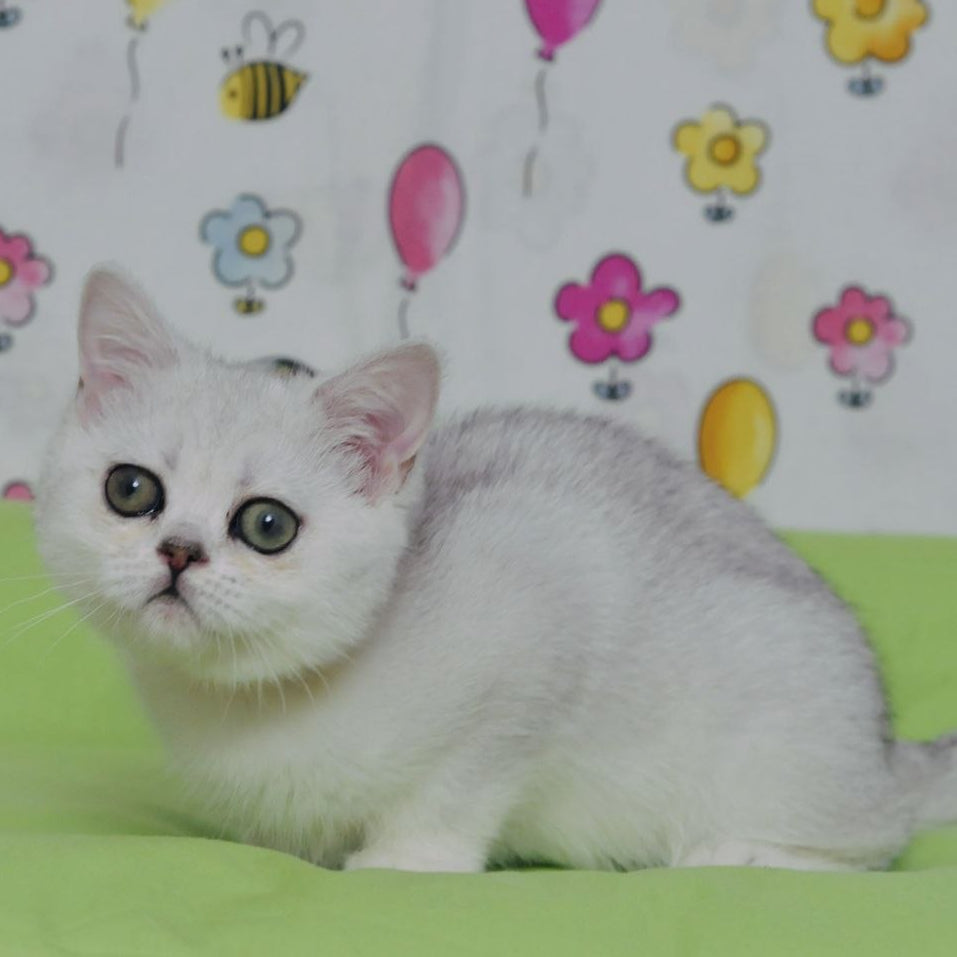 
                  
                    Kleo
                  
                