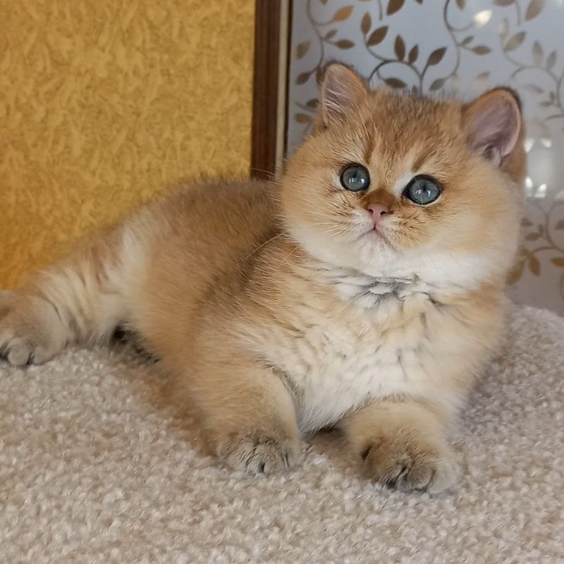 Alvin